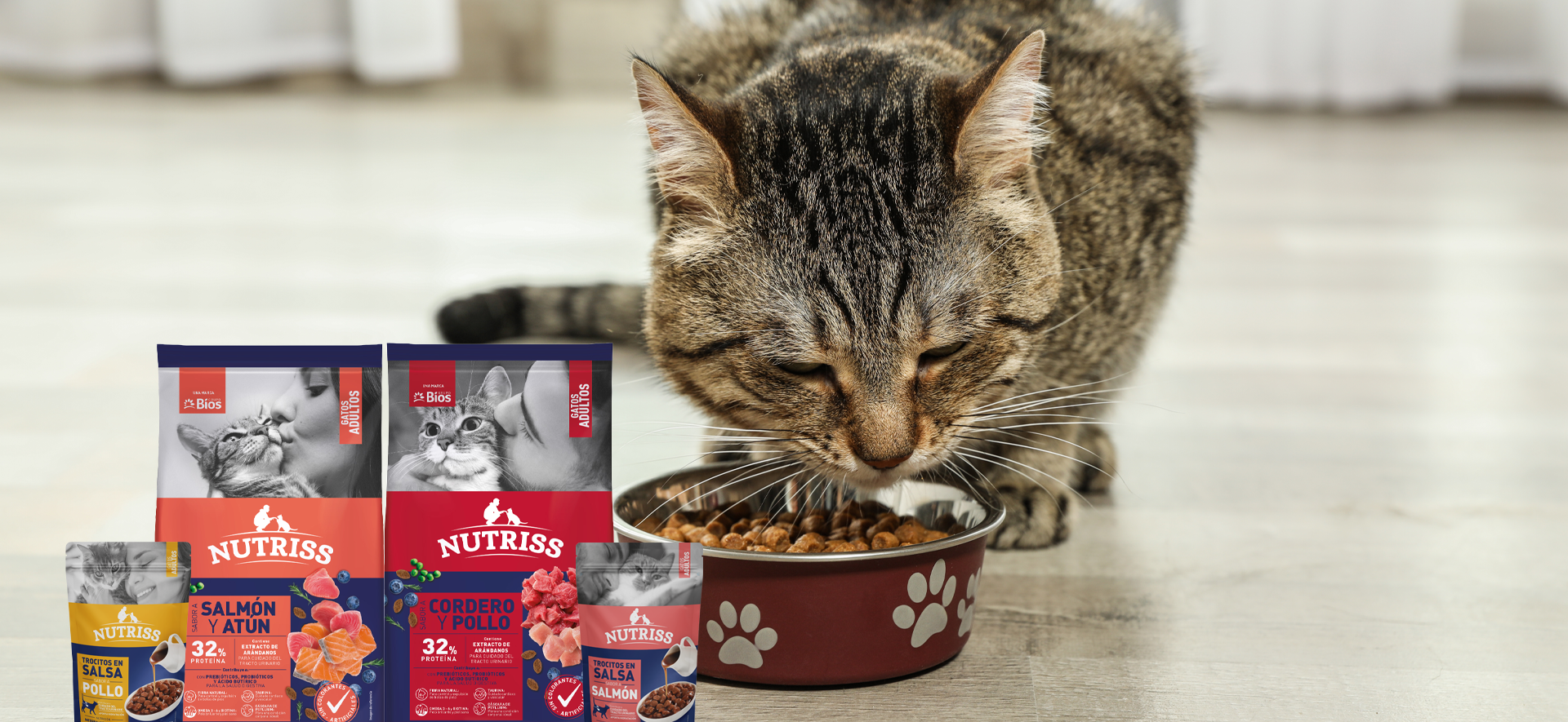 comida húmeda gatos beneficios